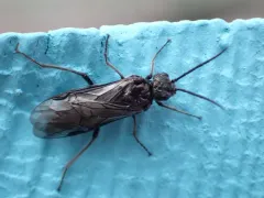 Shining Griever thumbnail 3