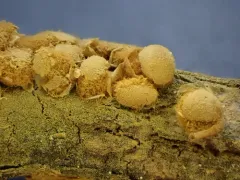 Hemitrichia abietina thumbnail 3