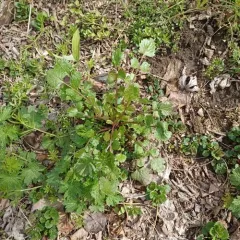 Butterweed thumbnail 2