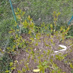Blackhaw thumbnail 3