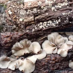 Tapesia lividofusca thumbnail 2