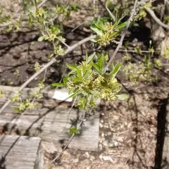 Cornelian cherry thumbnail 4