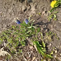 common grape hyacinth thumbnail 3