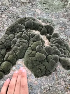 Grimmia Dry Rock Moss thumbnail 2