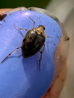 Peltodytes duodecimpunctatus thumbnail 3