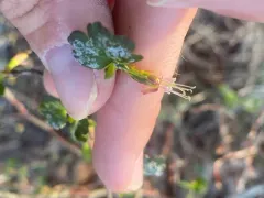Appalachian Gooseberry thumbnail 2