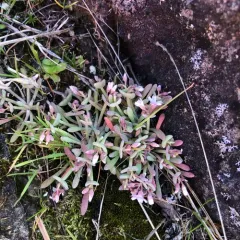 Pale Springbeauty thumbnail 1