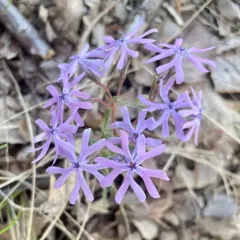 cleft phlox thumbnail 4