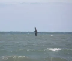 Manx Shearwater thumbnail 2