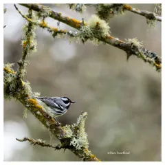 Black-throated Gray Warbler thumbnail 3