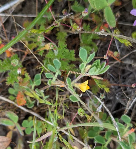 Chile trefoil