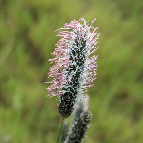 Meadow Foxtail