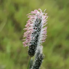 Meadow Foxtail thumbnail 1