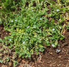 Meadow Baby-blue-eyes thumbnail 1