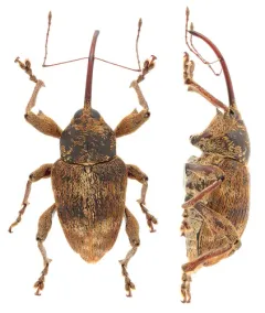 Curculio nasicus thumbnail 2