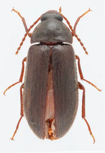 Hymenorus pilosus
