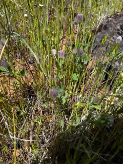 Rancheria clover thumbnail 3