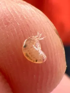 Lepidepecreum gurjanovae thumbnail 2