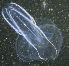 Canadian Comb Jelly thumbnail 3