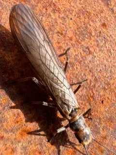 Longhead Sallfly thumbnail 2