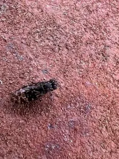 Limnellia turneri thumbnail 1