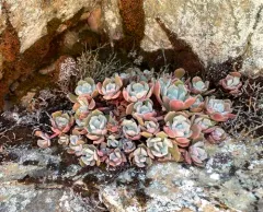 Rogue River Stonecrop thumbnail 2