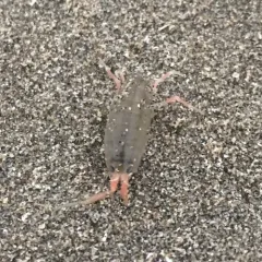 California Beach Flea thumbnail 3