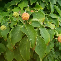 kousa dogwood thumbnail 2