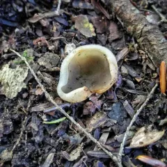 blistered cup thumbnail 2