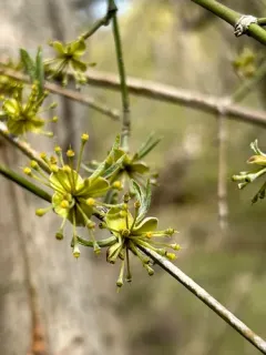 Korean cornel dogwood thumbnail 3