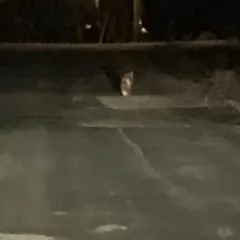 Red Fox thumbnail 2