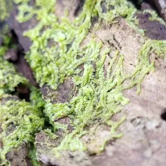 Various-leaved Crestwort thumbnail 4
