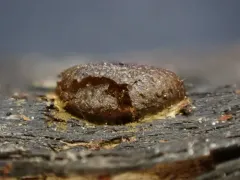 Enteridium olivaceum thumbnail 2