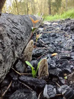 Fire Morel thumbnail 2