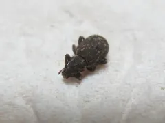 Nemocestes puncticollis thumbnail 4
