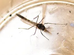 Microtendipes pedellus thumbnail 2