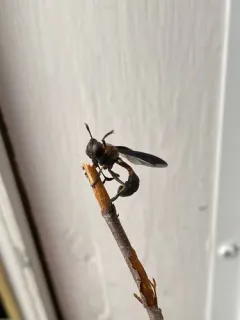 Physocephala floridana thumbnail 3