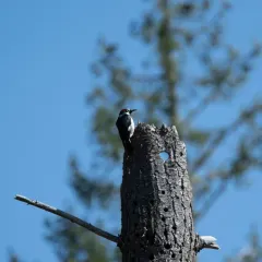 Acorn Woodpecker thumbnail 3
