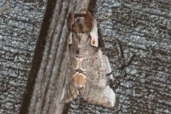 Euthyatira lorata thumbnail 2