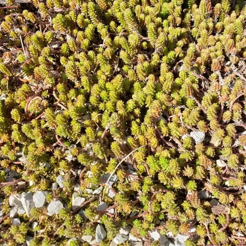 Tasteless Stonecrop