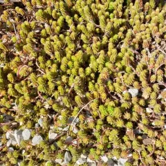 Tasteless Stonecrop thumbnail 1