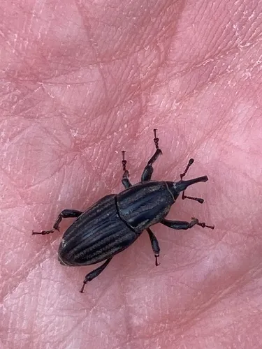 Groove-winged Billbug Weevil