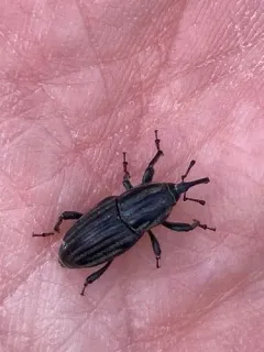 Groove-winged Billbug Weevil thumbnail 1
