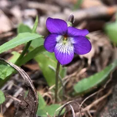 Arrowleaf Violet thumbnail 3