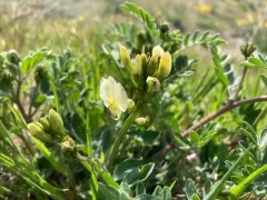 Whited's Milkvetch thumbnail 3