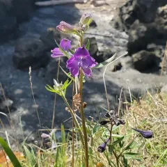 Menzies' Larkspur thumbnail 4