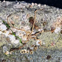 Long-armed Brittle Star thumbnail 3
