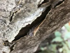 Resplendent Running Crab Spider thumbnail 3