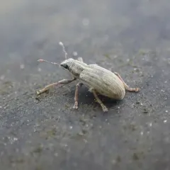 Pea Weevil thumbnail 2
