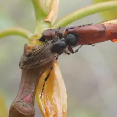 Bibio palliatus thumbnail 2
